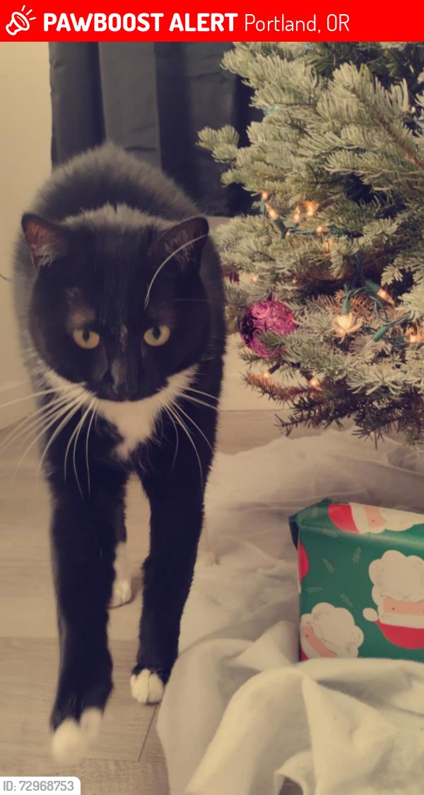 Lost Male Cat last seen Holgate and 42nd Street , Portland, OR 97223