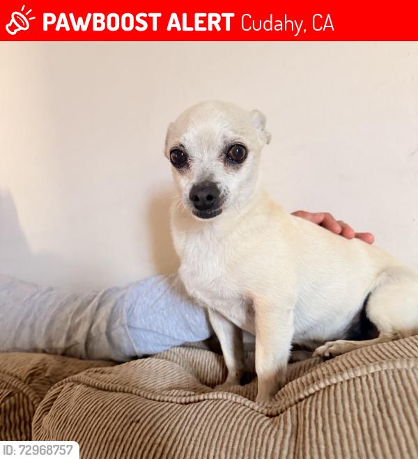 Lost Male Dog last seen Salt lake ave and Otis , Cudahy, CA 90201