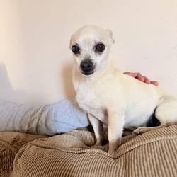 Lost Male Dog last seen Salt lake ave and Otis , Cudahy, CA 90201