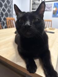 Lost Male Cat last seen Ray Rd and Ranch Circle N, Phoenix, AZ 85044