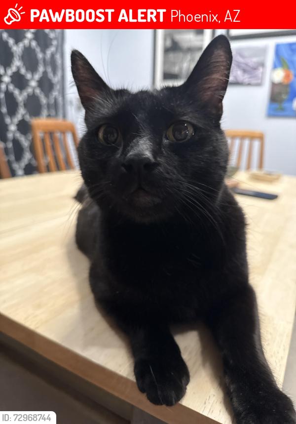 Lost Male Cat last seen Ray Rd and Ranch Circle N, Phoenix, AZ 85044