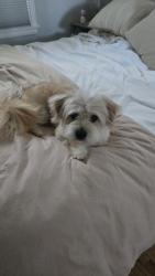 Reunited Male Dog last seen Linden road near Higgins road, West Sacramento, CA 95691
