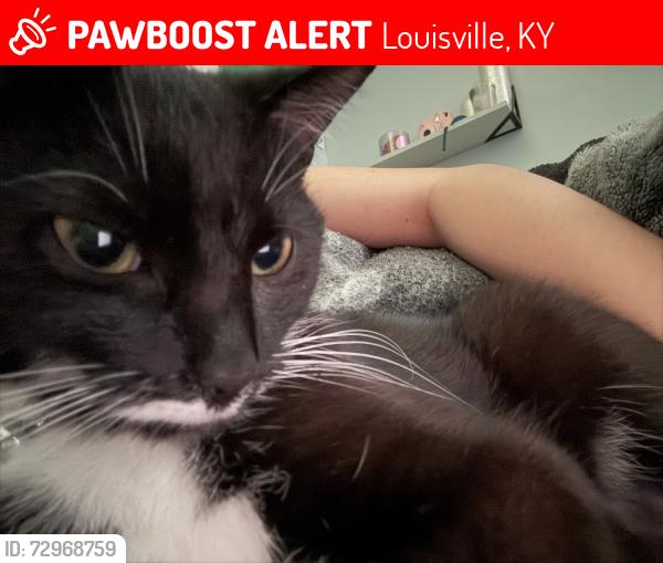Lost Female Cat last seen Louisville, KY 40218, Louisville, KY 40218
