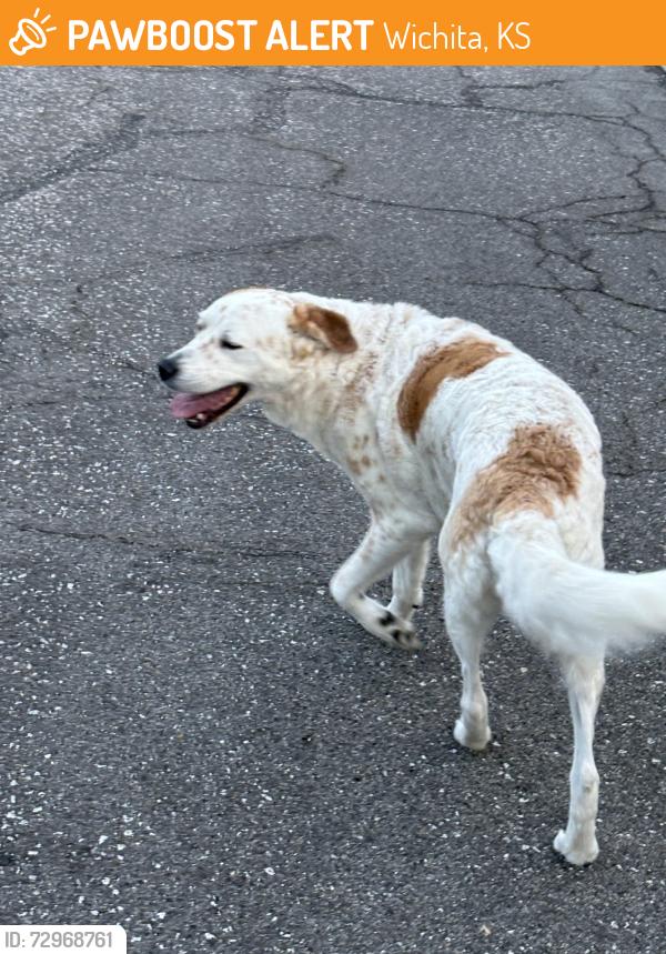 Found/Stray Unknown Dog last seen Croyden/Beacon hill, Wichita, KS 67220
