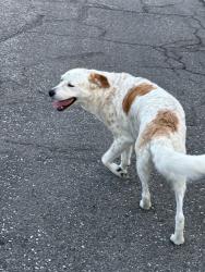 Found/Stray Unknown Dog last seen Croyden/Beacon hill, Wichita, KS 67220