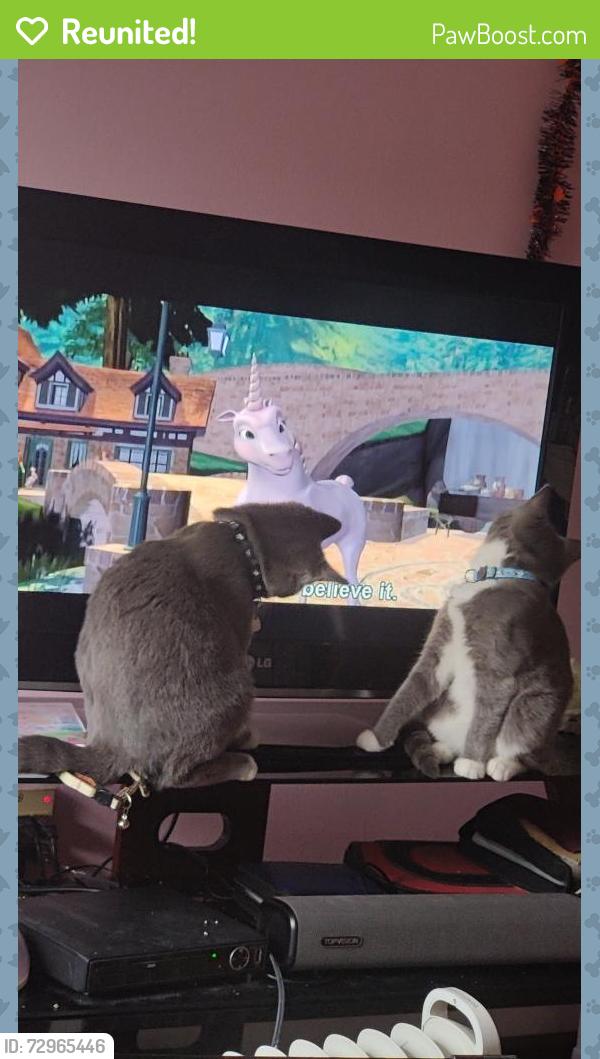Reunited Male Cat last seen kucksy park , Rochester, MN 55901