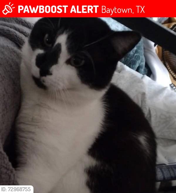 Lost Male Cat last seen Flying J’s, Baytown, TX 77521