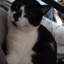 Lost Male Cat last seen Flying J’s, Baytown, TX 77521