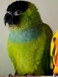 Lost Male Bird last seen Capay Drive, cul-de-sac  , San Jose, CA 95118