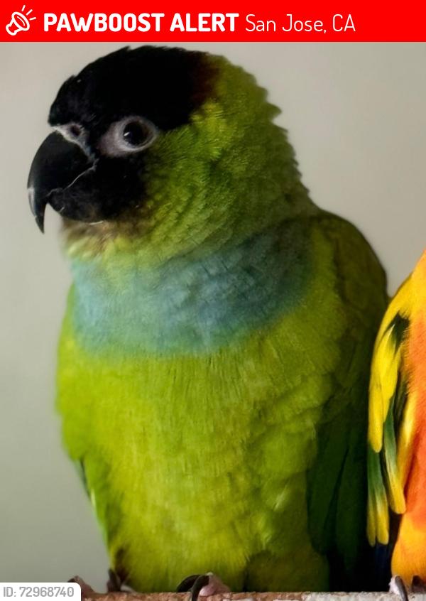 Lost Male Bird last seen Capay Drive, cul-de-sac  , San Jose, CA 95118