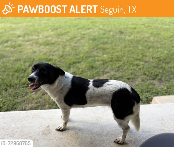 Found/Stray Female Dog last seen Near Zion Hill Rd/Capote Oaks, Seguin, TX 78155