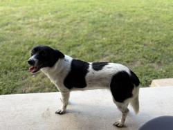 Found/Stray Female Dog last seen Near Zion Hill Rd/Capote Oaks, Seguin, TX 78155