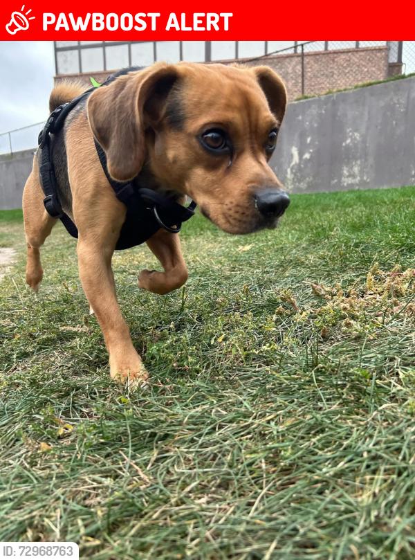 Lost Male Dog last seen 23rd and Uintah, Thorndale Park, Colorado Springs, CO 80904