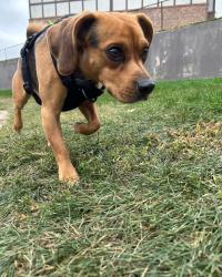 Lost Male Dog last seen 23rd and Uintah, Thorndale Park, Colorado Springs, CO 80904