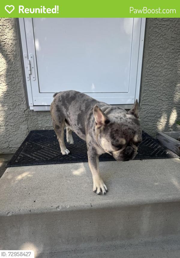 Reunited Male Dog last seen Desert peach dr, Sparks, NV 89436