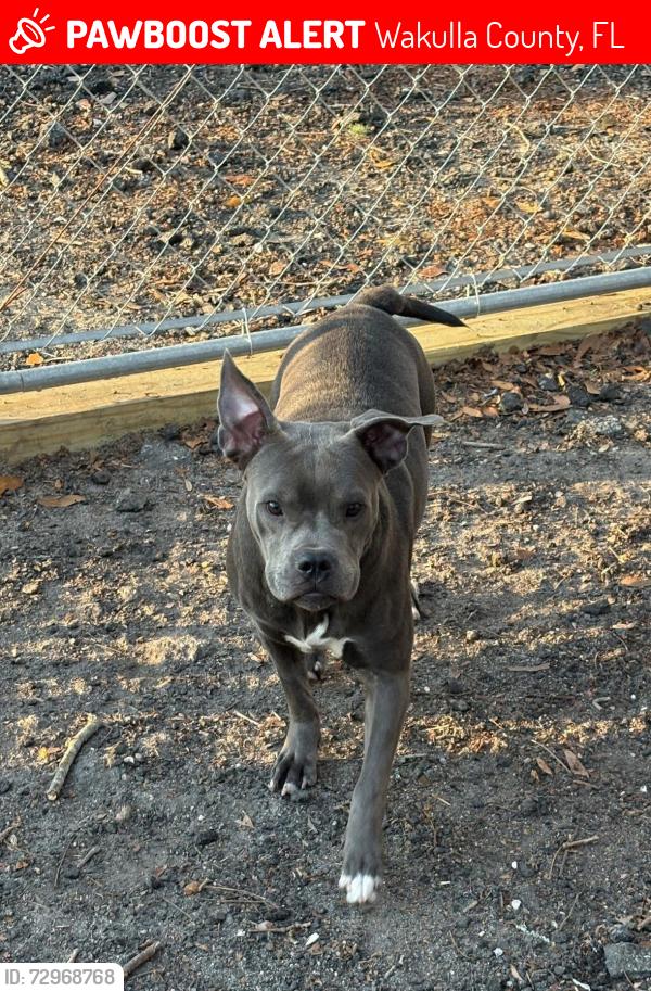 Lost Female Dog last seen Linna Lane, Wakulla County, FL 32327