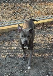 Lost Female Dog last seen Linna Lane, Wakulla County, FL 32327