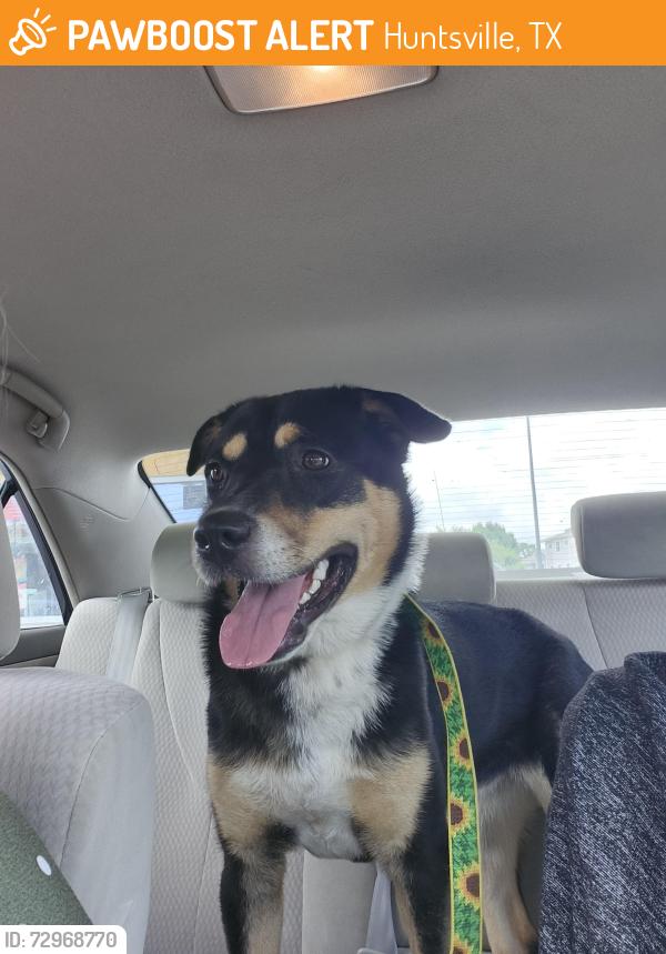 Found/Stray Female Dog last seen Walls Unit/Huntsville Unit, 12th street and Ave HI, Huntsville, TX 77340