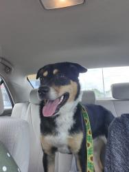 Found/Stray Female Dog last seen Walls Unit/Huntsville Unit, 12th street and Ave HI, Huntsville, TX 77340