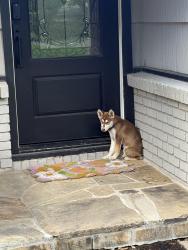 Found/Stray Female Dog last seen Near , Houston, TX 77035