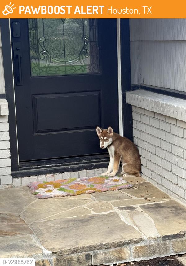 Found/Stray Female Dog last seen Near , Houston, TX 77035