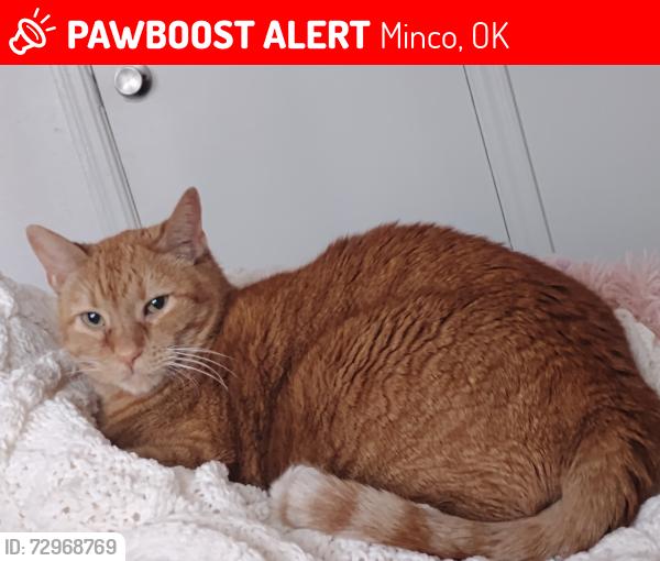 Lost Male Cat last seen Near NW 5th street, minco, ok, Minco, OK 73059