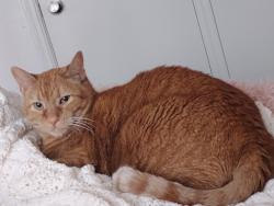 Lost Male Cat last seen Near NW 5th street, minco, ok, Minco, OK 73059