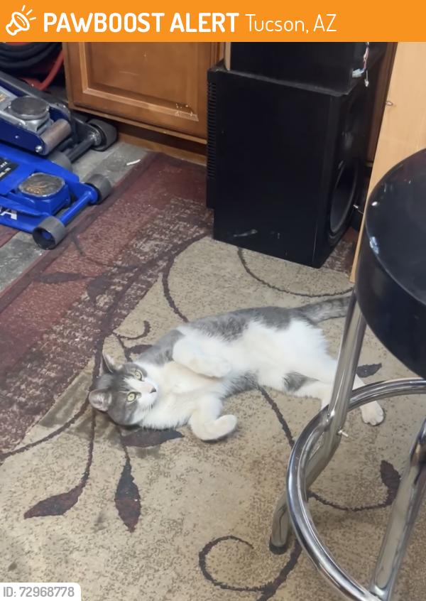 Found/Stray Male Cat last seen Pima and camino seco , Tucson, AZ 85715