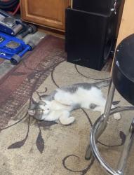 Found/Stray Male Cat last seen Pima and camino seco , Tucson, AZ 85715