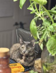 Lost Female Cat last seen Shiloh Lutheran Church, Lewisville, NC 27023