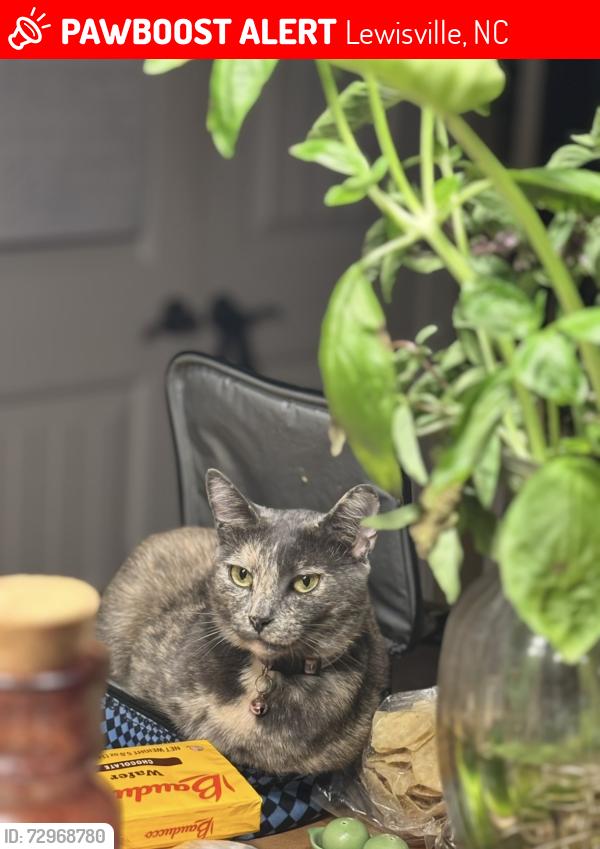 Lost Female Cat last seen Shiloh Lutheran Church, Lewisville, NC 27023