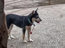 Found/Stray Unknown Dog last seen Lawndale off Navarro, few hses down, Victoria, TX 77901