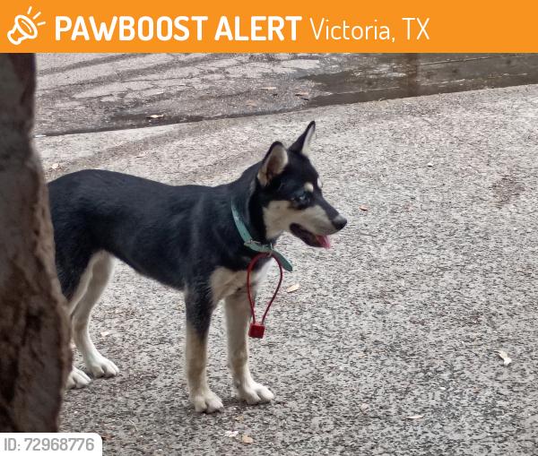 Found/Stray Unknown Dog last seen Lawndale off Navarro, few hses down, Victoria, TX 77901