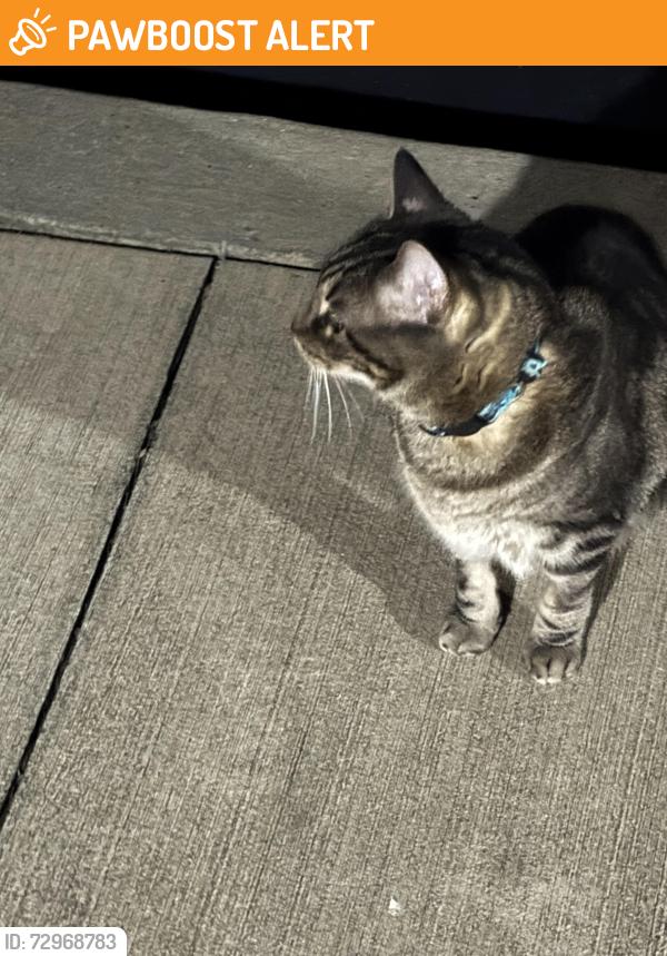 Found/Stray Unknown Cat last seen Villas at Avery’s creek, Buncombe County, NC 28704