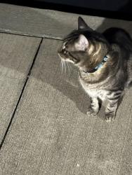Found/Stray Unknown Cat last seen Villas at Avery’s creek, Buncombe County, NC 28704