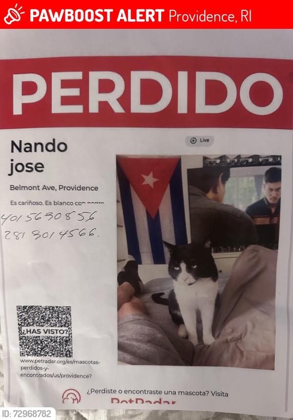 Lost Male Cat last seen Academy Ave Citizens Bank , Providence, RI 02908