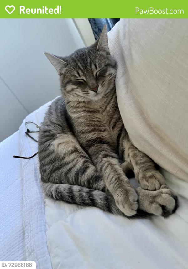 Reunited Male Cat last seen 1st Ave and Wanda st , Crockett, CA 94525