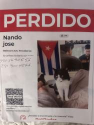 Lost Male Cat last seen Academy Ave Citizens Bank , Providence, RI 02908