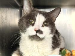 Shelter Stray Male Cat last seen Apt 3D,717 E 108 Street, BROOKLYN, NY, 11236, New York, NY 10029
