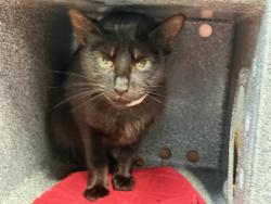 Shelter Stray Female Cat last seen E 108th Street, NEW YORK, NY, 10029, New York, NY 10029