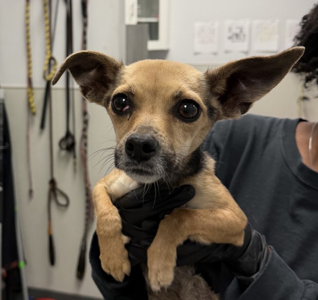 Shelter Stray Female Dog last seen G Street, San Diego, CA, 92102, San Diego, CA 92110