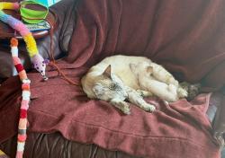 Shelter Stray Female Cat last seen Near 41 Street, San Diego, CA, 92105, San Diego, CA 92110