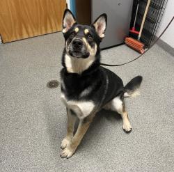 Shelter Stray Male Dog last seen Near 54th Place, San Diego, CA, 92115, San Diego, CA 92110