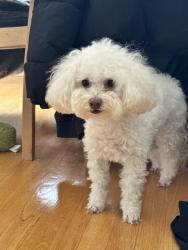 Reunited Female Dog last seen hse , San Jose, CA 95132