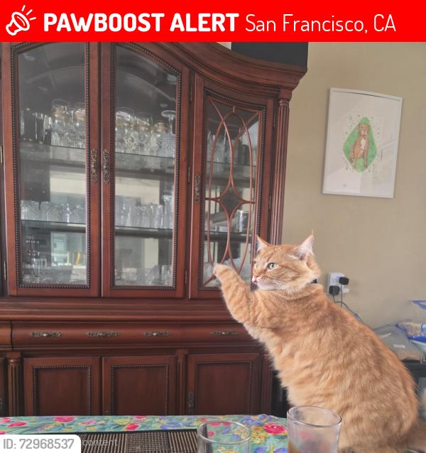 Lost Female Cat last seen Near geary blvd, San Francisco, CA 94121