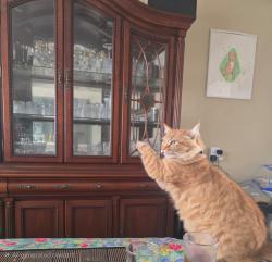 Lost Female Cat last seen Near geary blvd, San Francisco, CA 94121