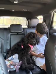 Lost Female Dog last seen Belle terrace, south h , Bakersfield, CA 93304