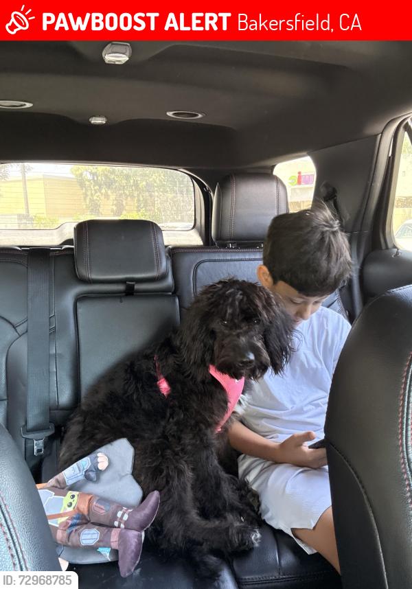Lost Female Dog last seen Belle terrace, south h , Bakersfield, CA 93304
