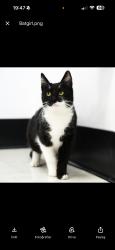 Reunited Female Cat last seen Richwood Ct, Cupertino, CA 95014, USA, Cupertino, CA 95014