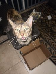 Found/Stray Unknown Cat last seen Village and community, near palm beach outlets , West Palm Beach, FL 33409